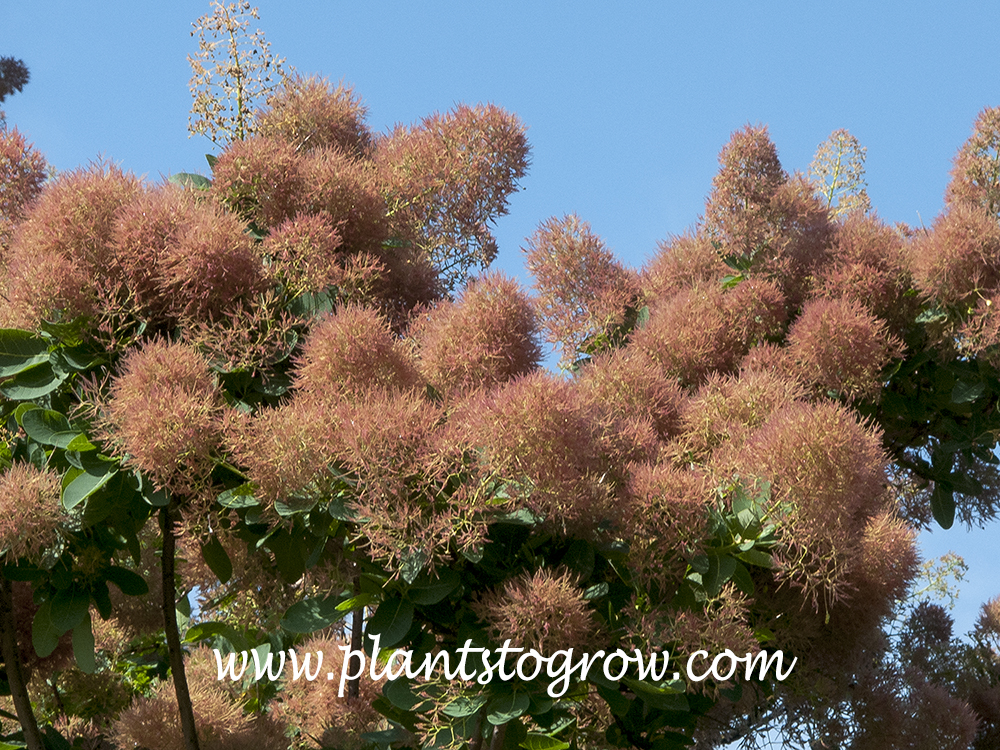 Daydream Smoke Bush (Cotinus coggygria) 
The puffy flowers are created by the the pedicels and peduncle of the flower. (June 2)